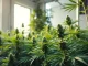 Buy High-Quality Cannabis UK showcased in a professional indoor cultivation setting with lush plants and natural lighting.